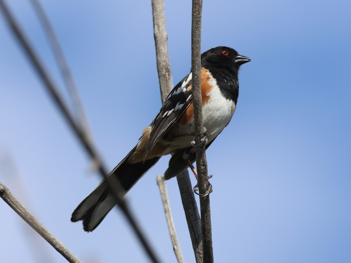 Spotted Towhee - ML619324840