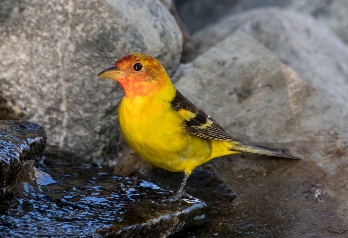 Western Tanager - ML619324842