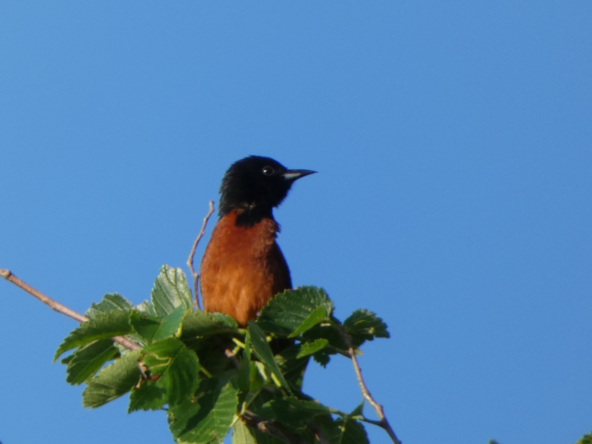 Orchard Oriole - ML619324844