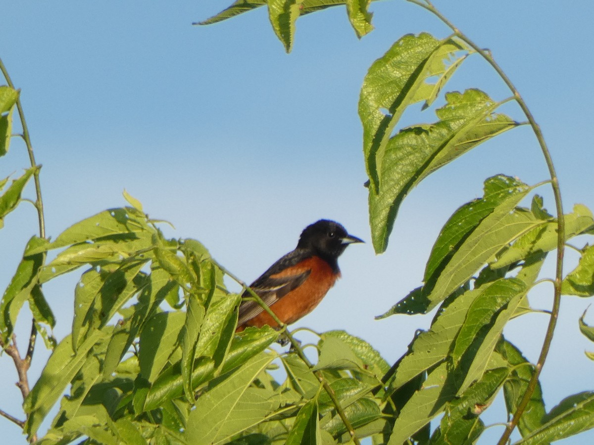Orchard Oriole - ML619324853