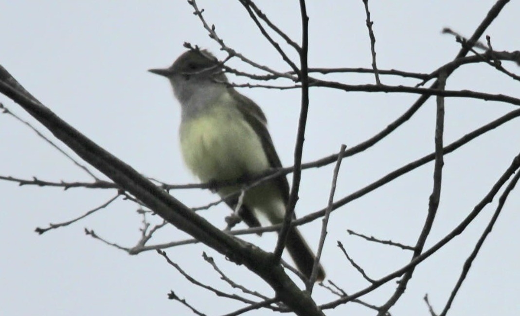 Great Crested Flycatcher - ML619324854