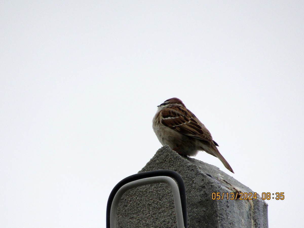 Eurasian Tree Sparrow - ML619324907