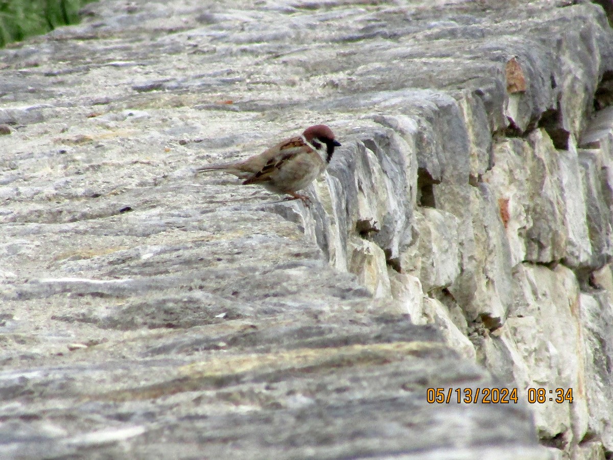 Eurasian Tree Sparrow - ML619324908