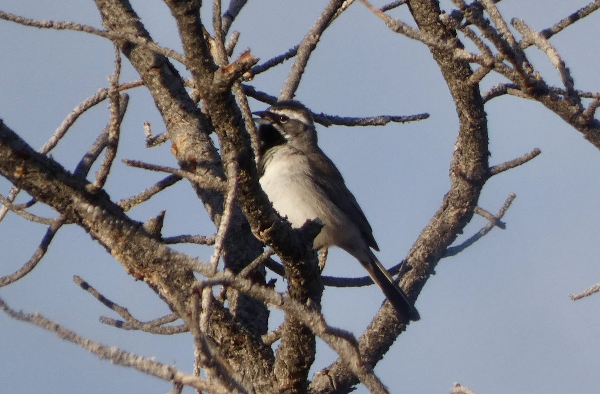 Black-throated Sparrow - ML619324984