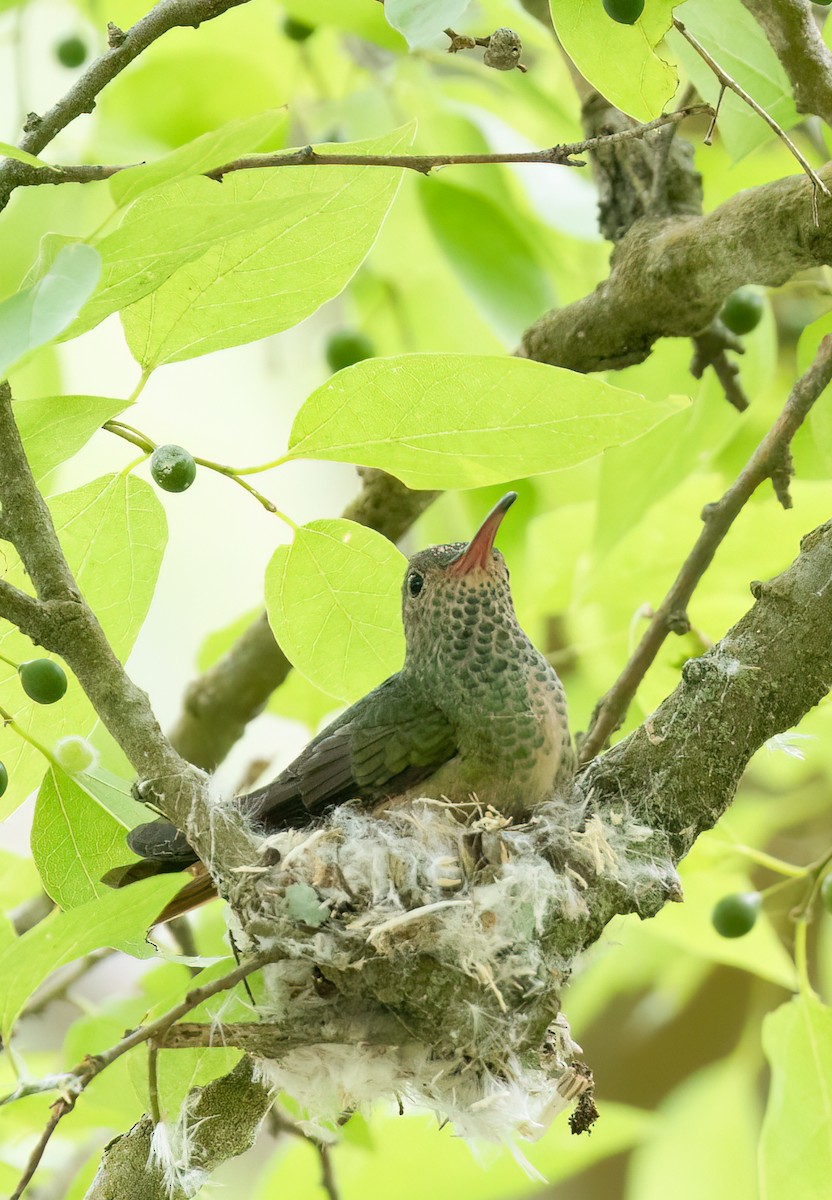 kolibřík yukatanský - ML619324995