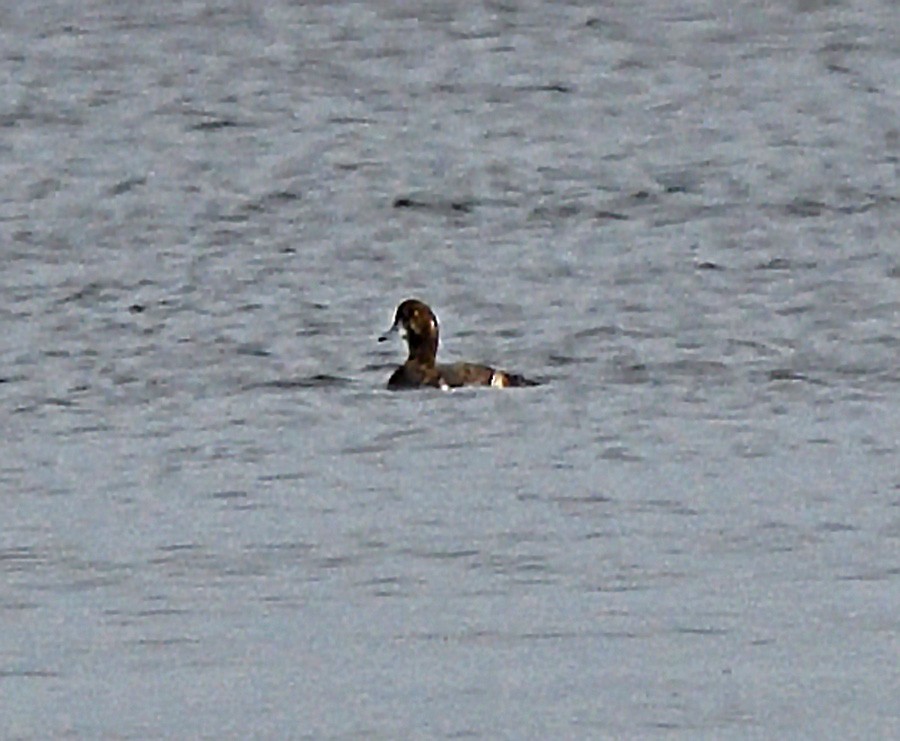 Greater Scaup - ML619325024