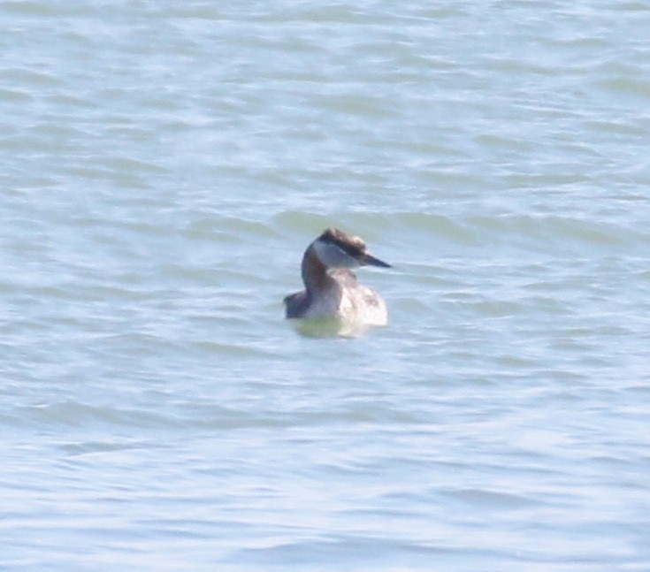 Red-necked Grebe - ML619325038