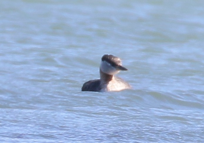 Red-necked Grebe - ML619325039