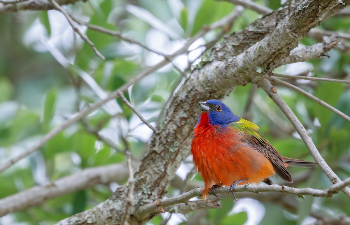 Painted Bunting - ML619325049