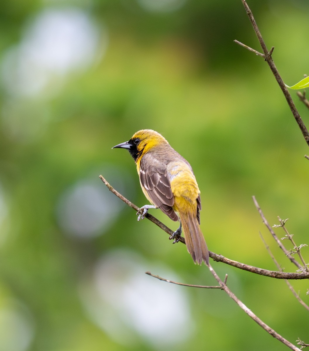 Orchard Oriole - ML619325061