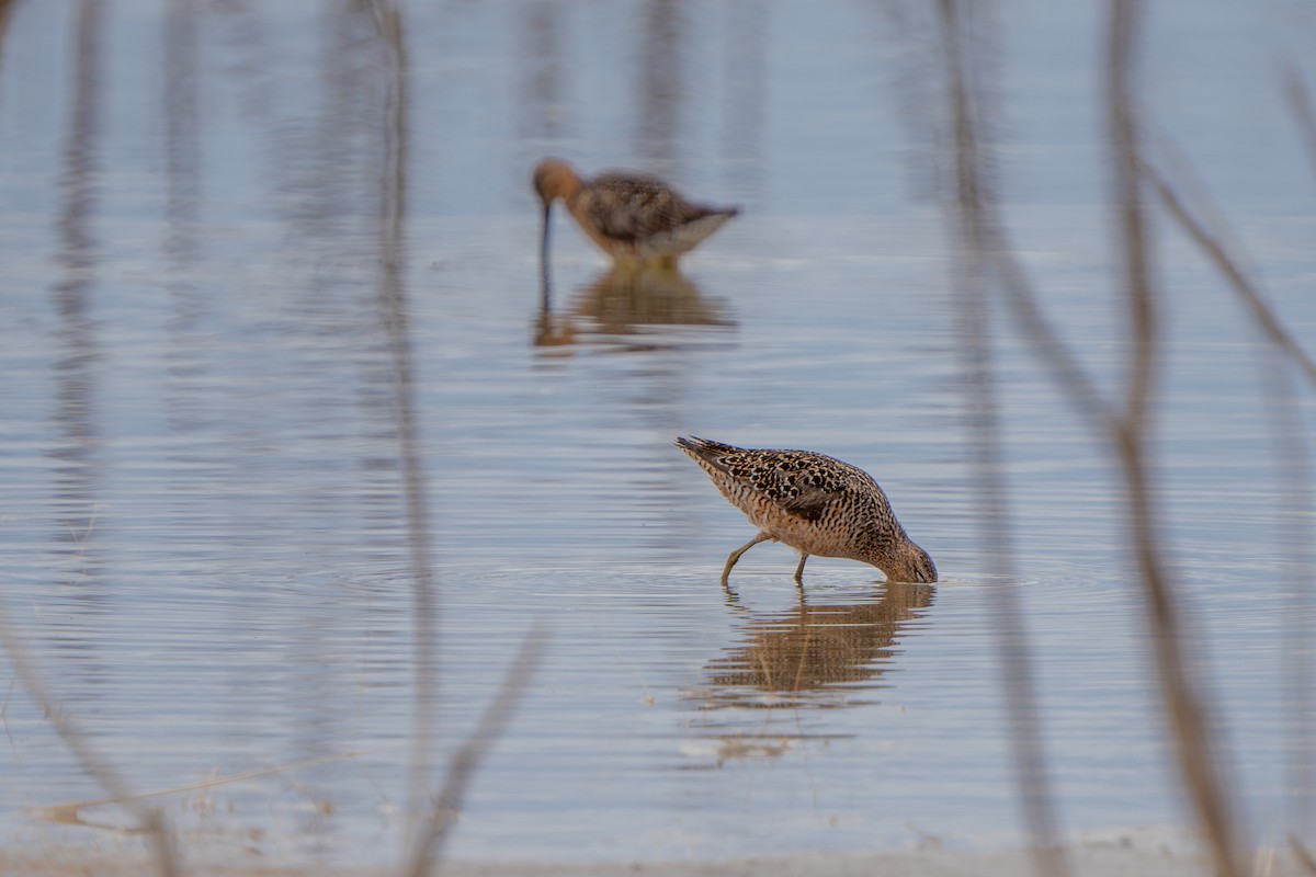 Long-billed Dowitcher - ML619325100