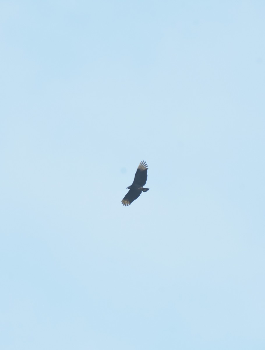 Black Vulture - ML619325116