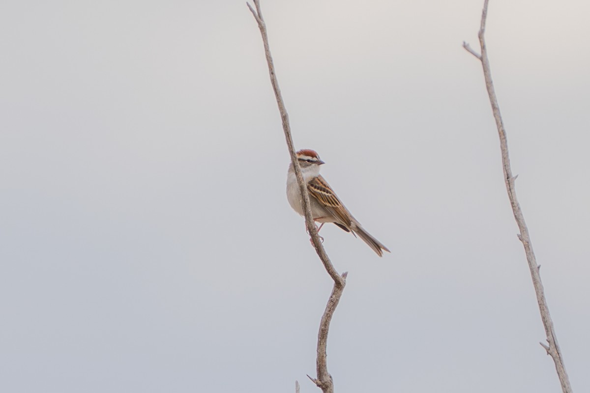 Chipping Sparrow - ML619325118