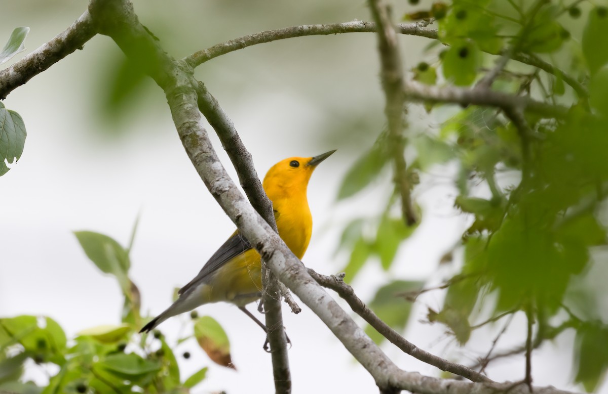 Prothonotary Warbler - ML619325123