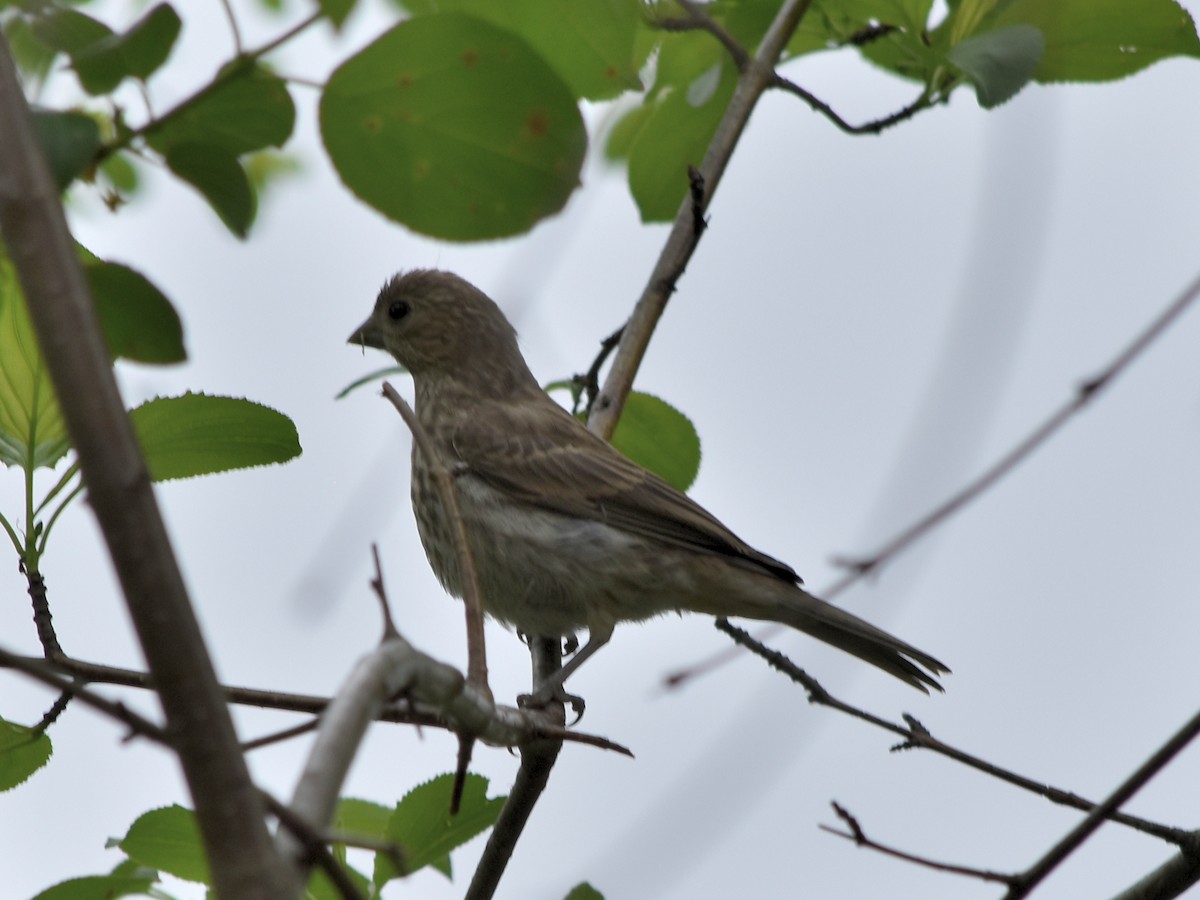 tanımsız Passeriformes sp. - ML619325133