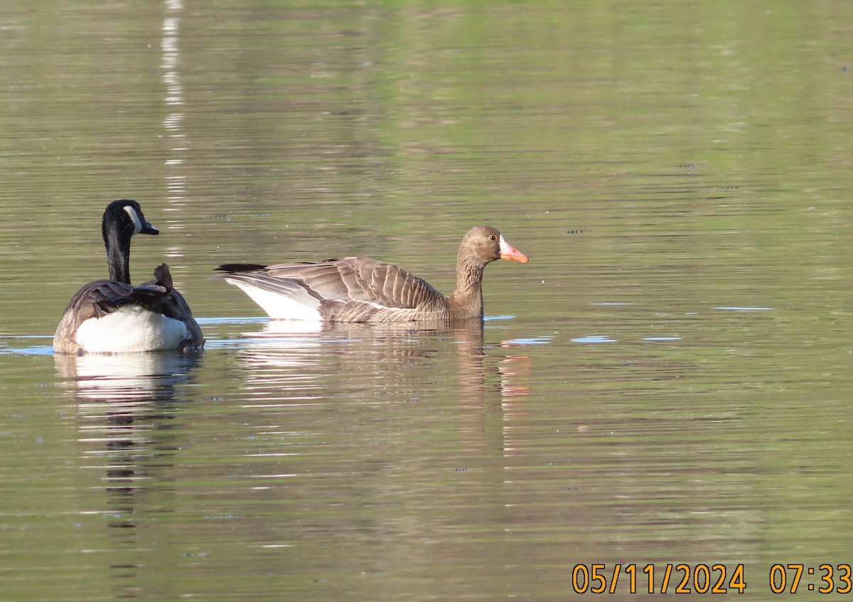 Greater White-fronted Goose - ML619325153