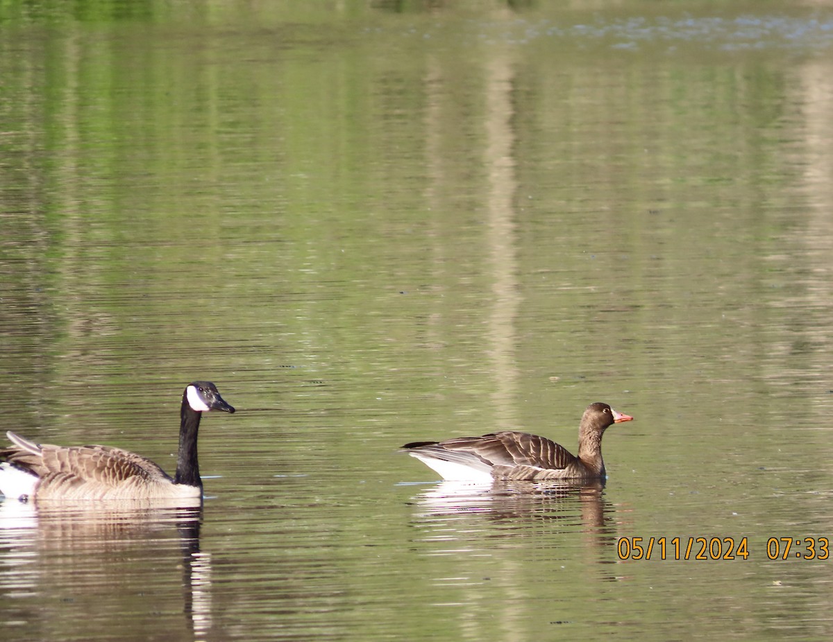Greater White-fronted Goose - ML619325164
