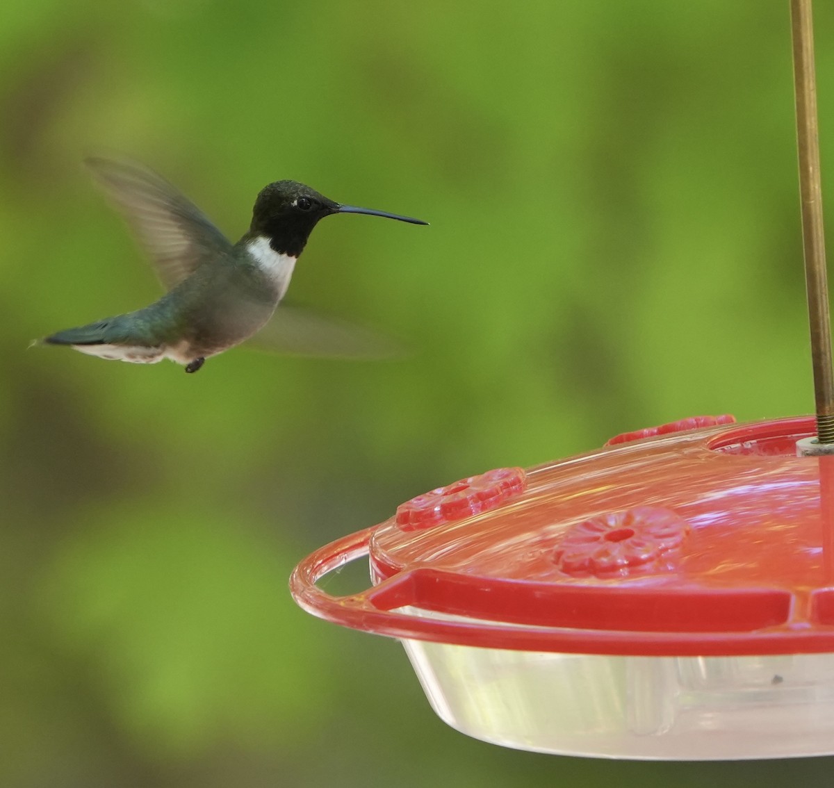 Black-chinned Hummingbird - ML619325174