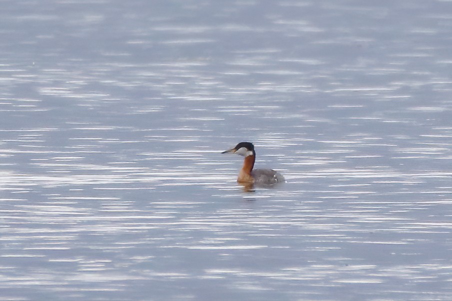 Red-necked Grebe - ML619325175