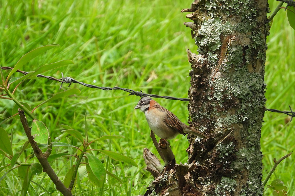 Rufous-collared Sparrow - ML619325180