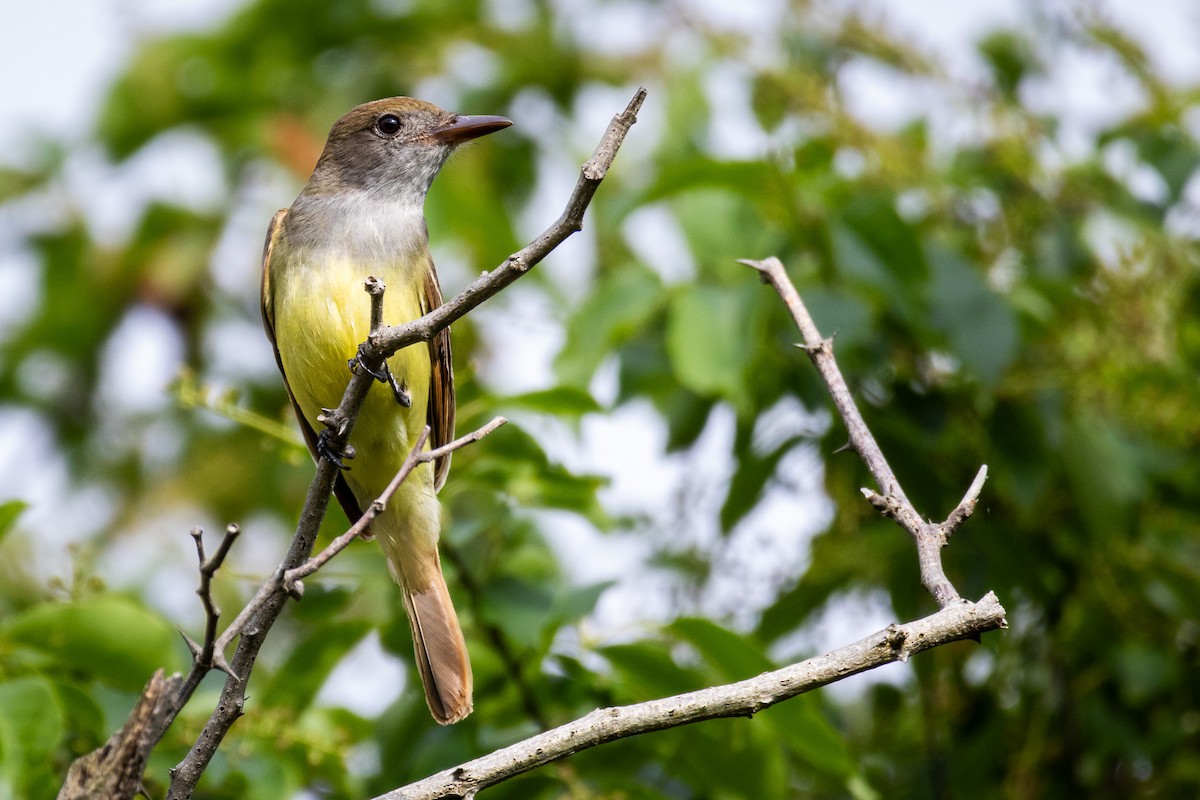 Great Crested Flycatcher - ML619325186