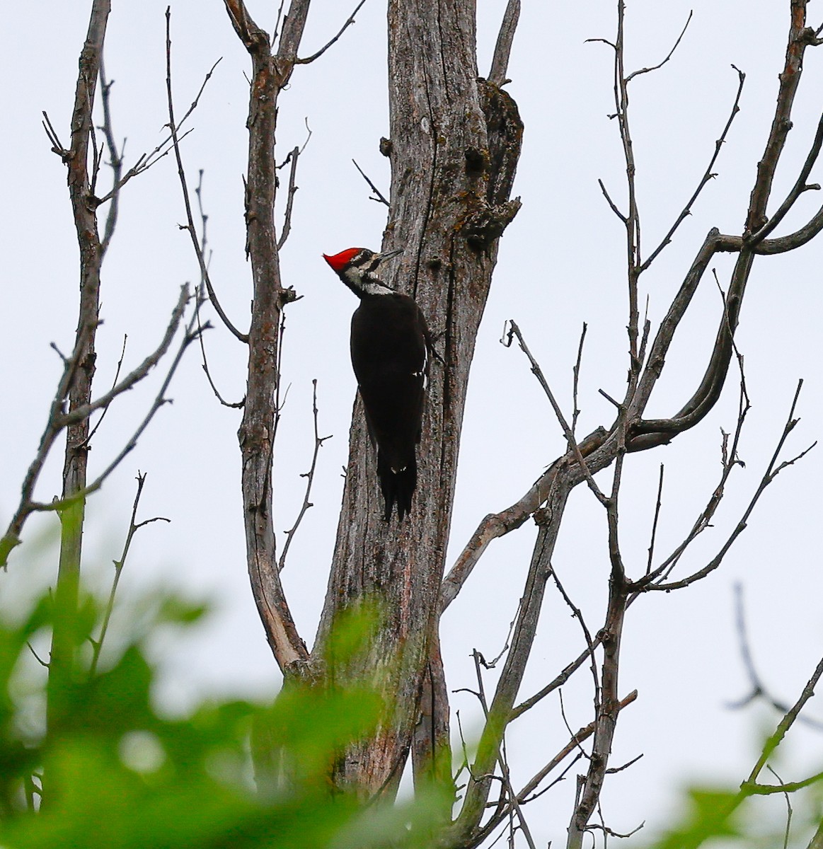 Pileated Woodpecker - ML619325204