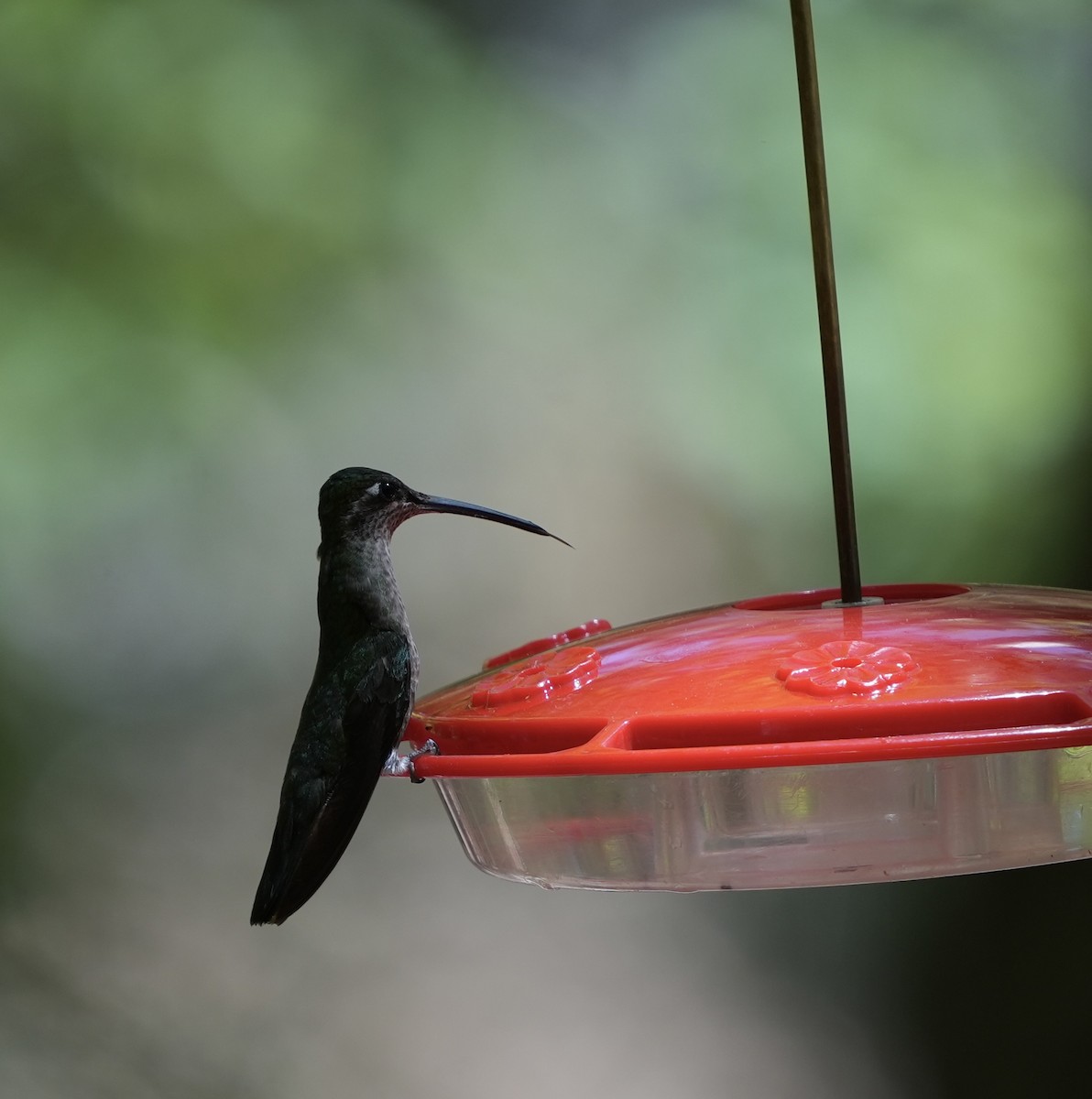 Rivoli's Hummingbird - ML619325222