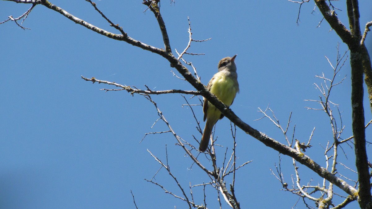 Great Crested Flycatcher - ML619325232