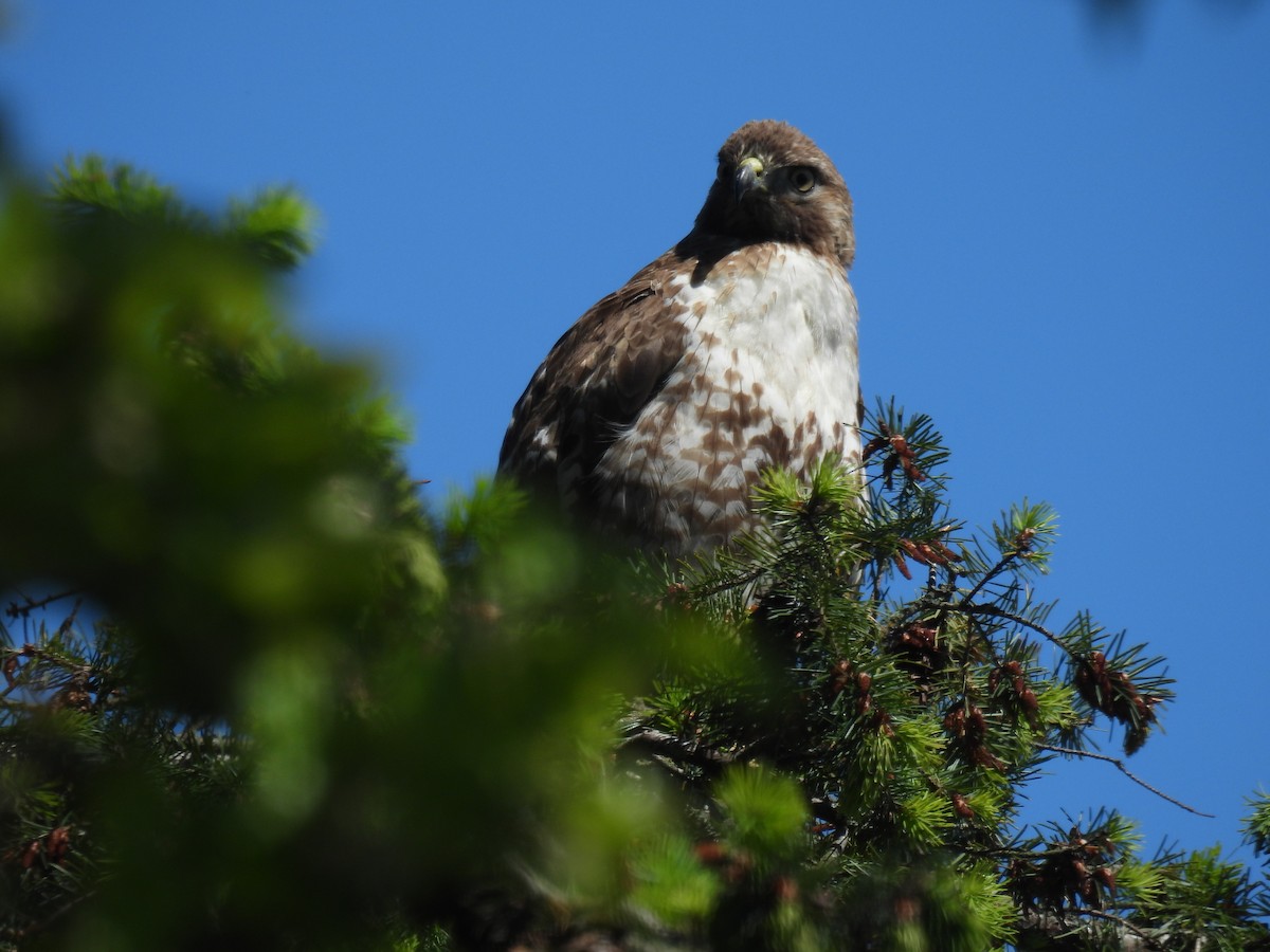 Red-tailed Hawk - ML619325262