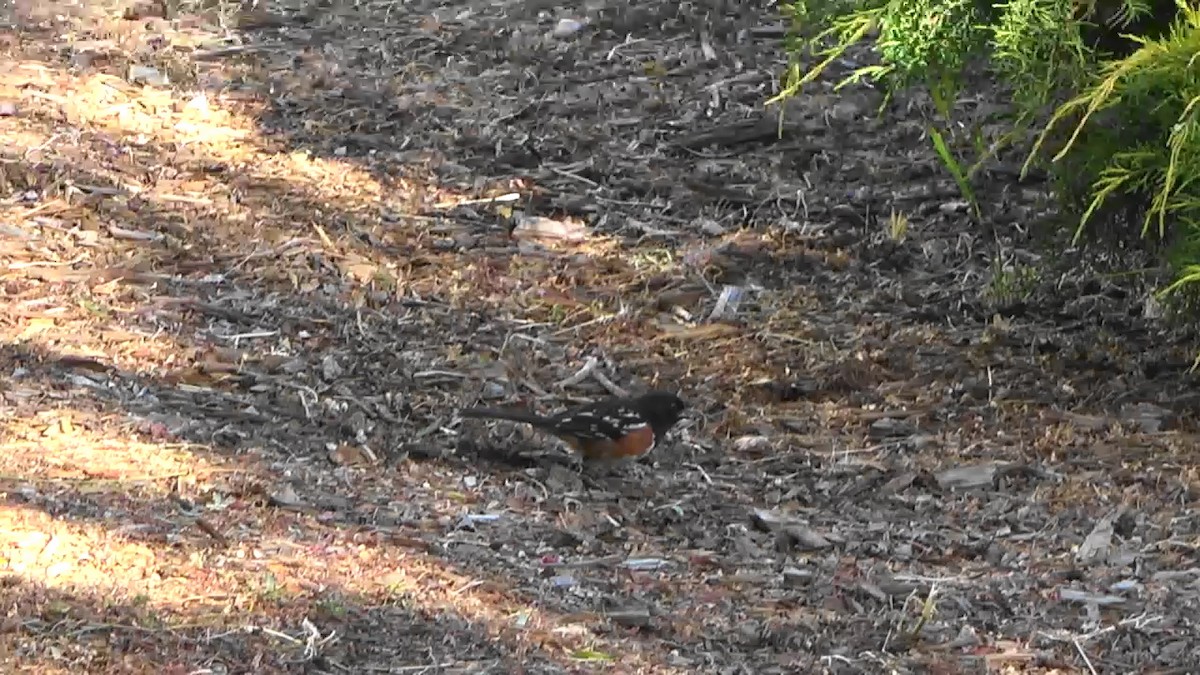 Spotted Towhee - ML619325267