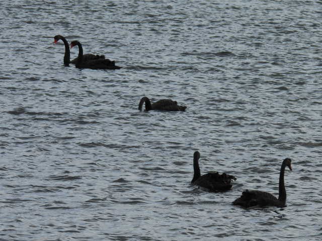 Black Swan - ML619325269