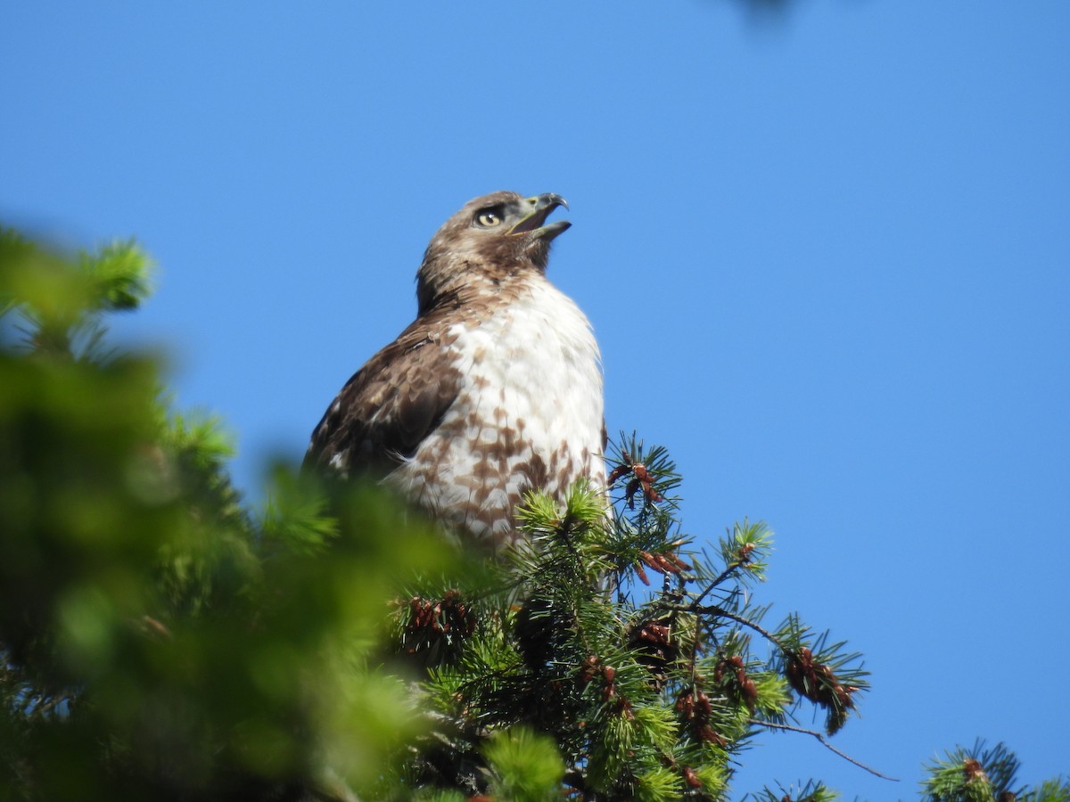Red-tailed Hawk - ML619325272