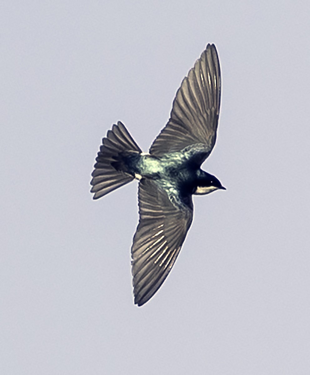 Tree Swallow - ML619325283