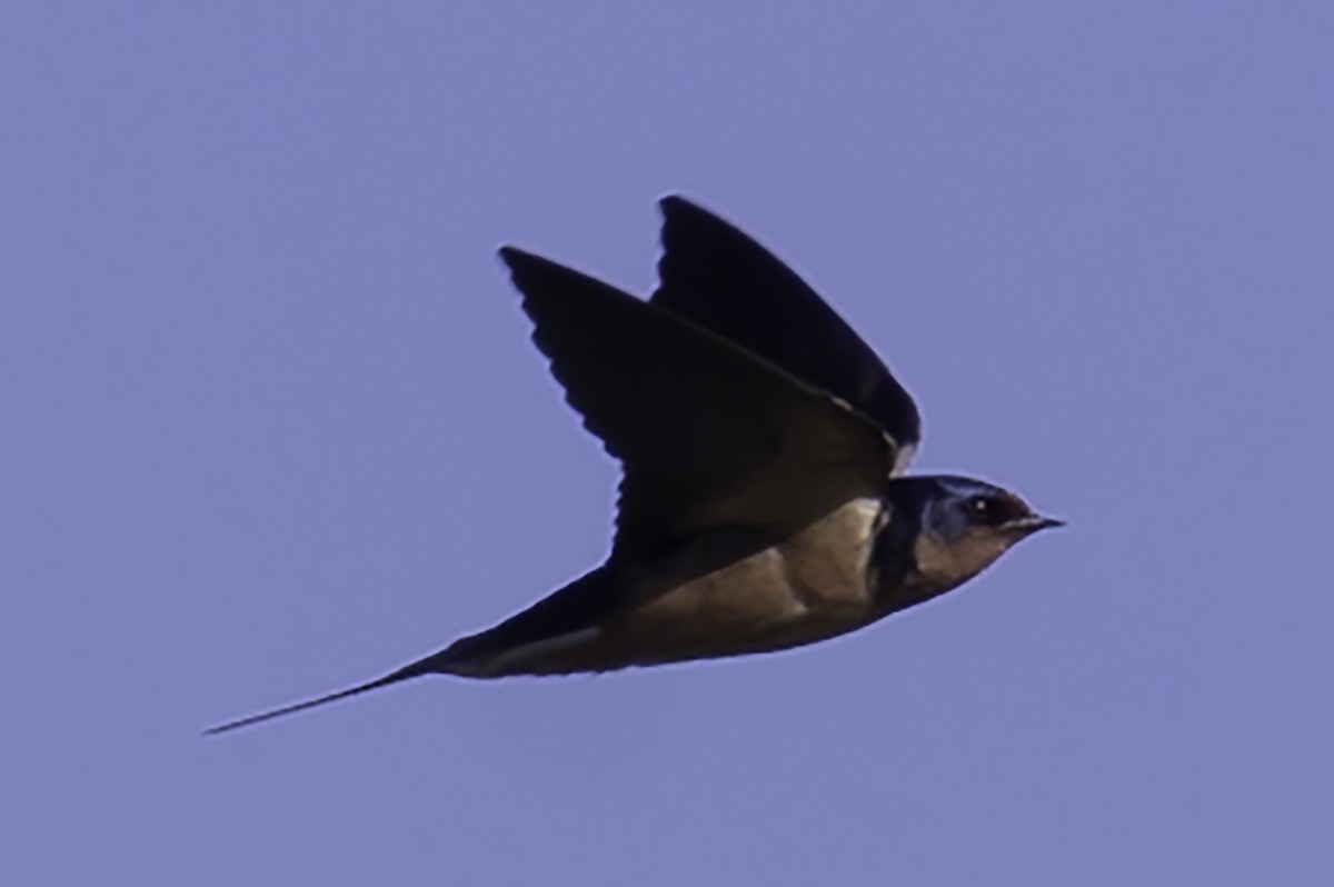 Barn Swallow - ML619325302
