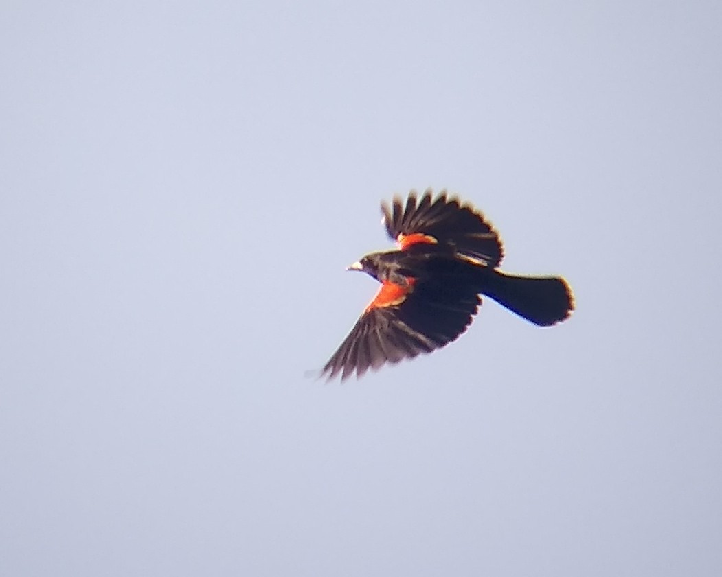 Red-winged Blackbird - ML619325325