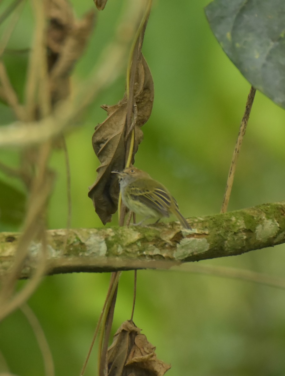 Scale-crested Pygmy-Tyrant - ML619325341