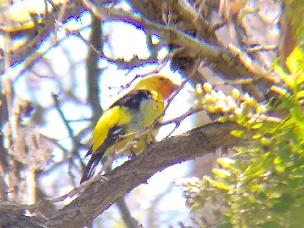 Western Tanager - ML619325346