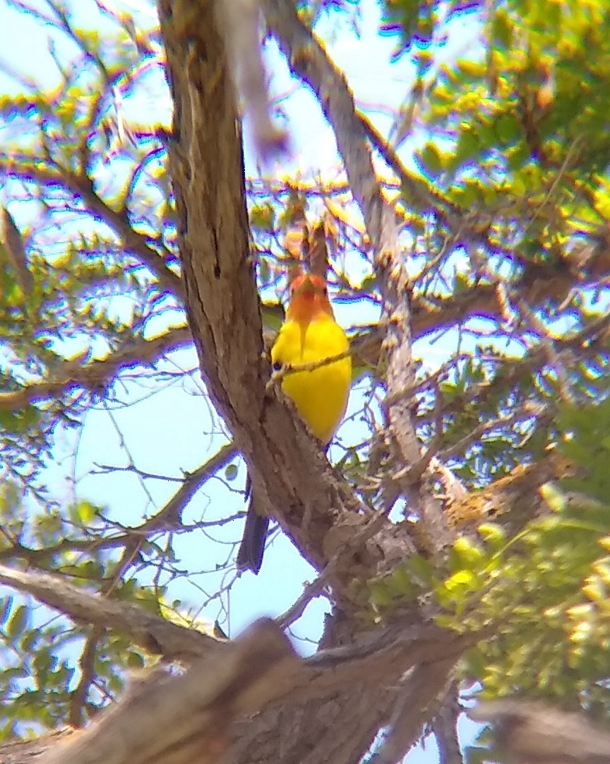 Western Tanager - ML619325362