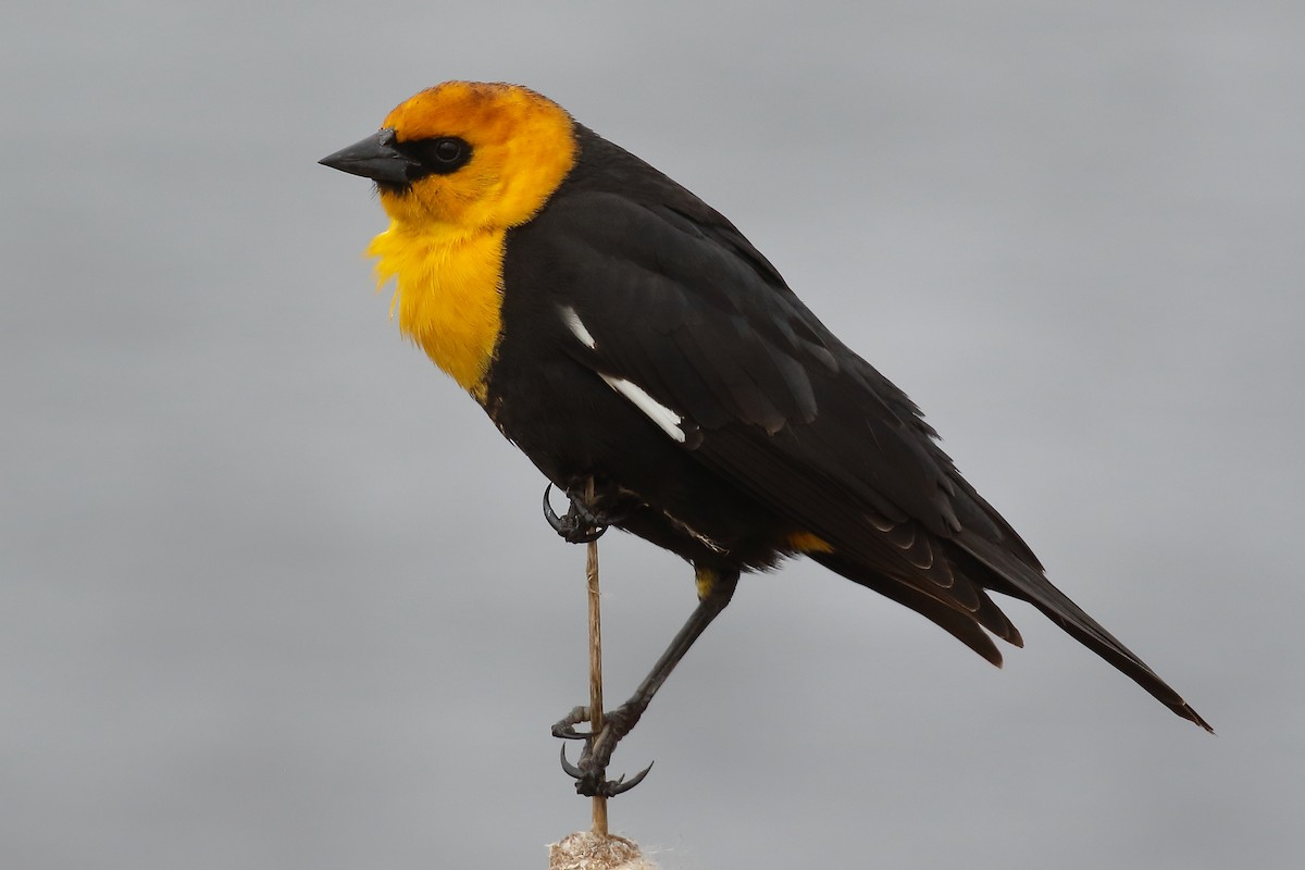 Yellow-headed Blackbird - ML619325416