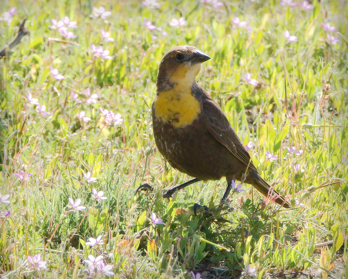 Yellow-headed Blackbird - ML619325432