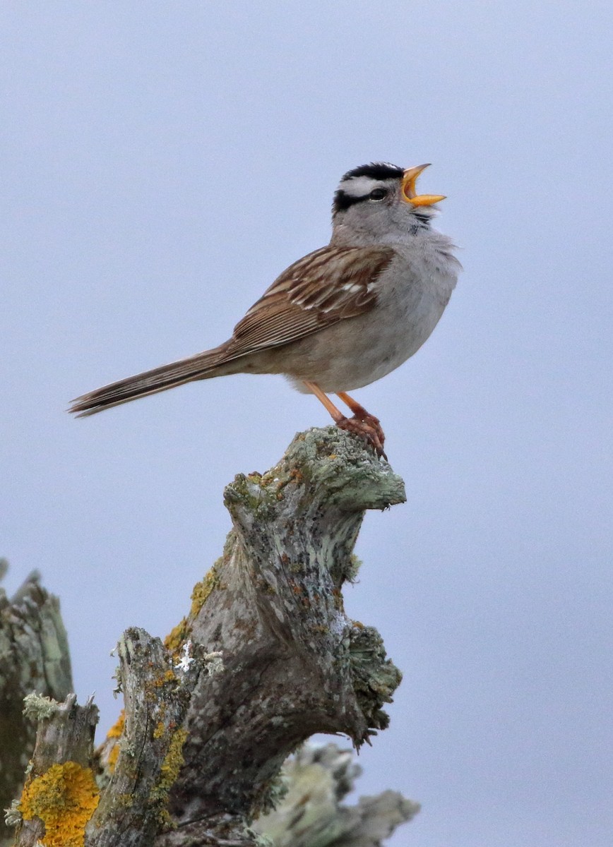 White-crowned Sparrow - ML619325438