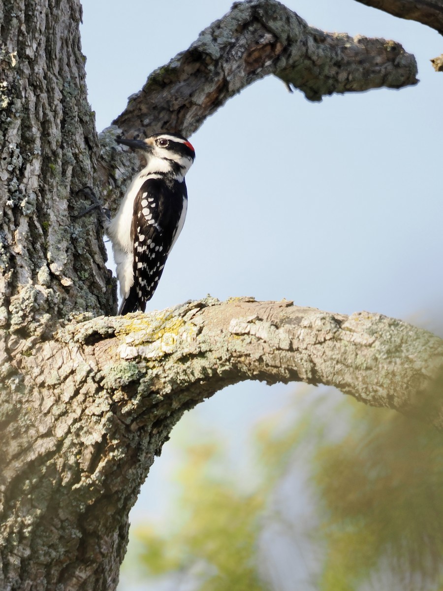 Hairy Woodpecker - ML619325443