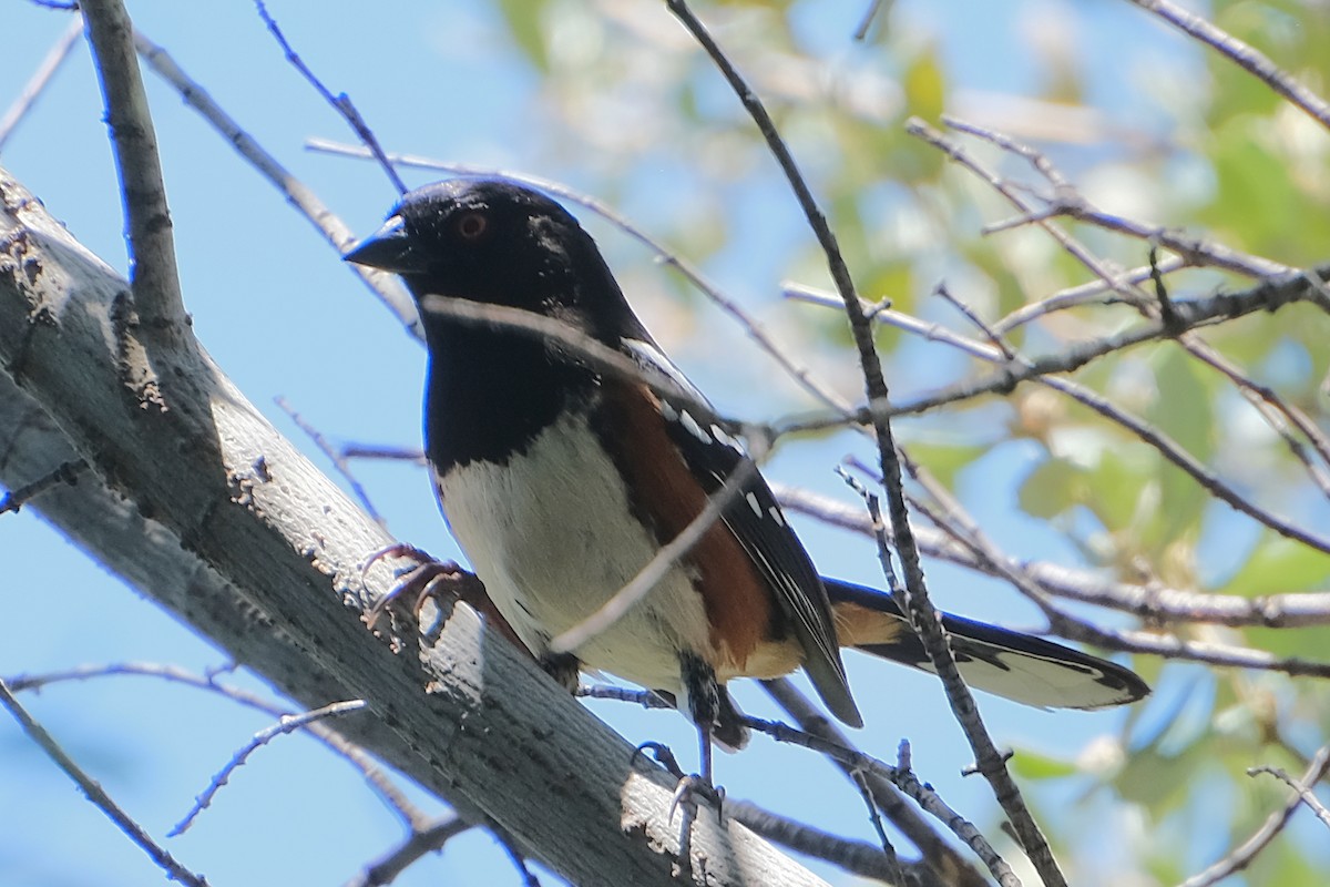 Spotted Towhee - ML619325482