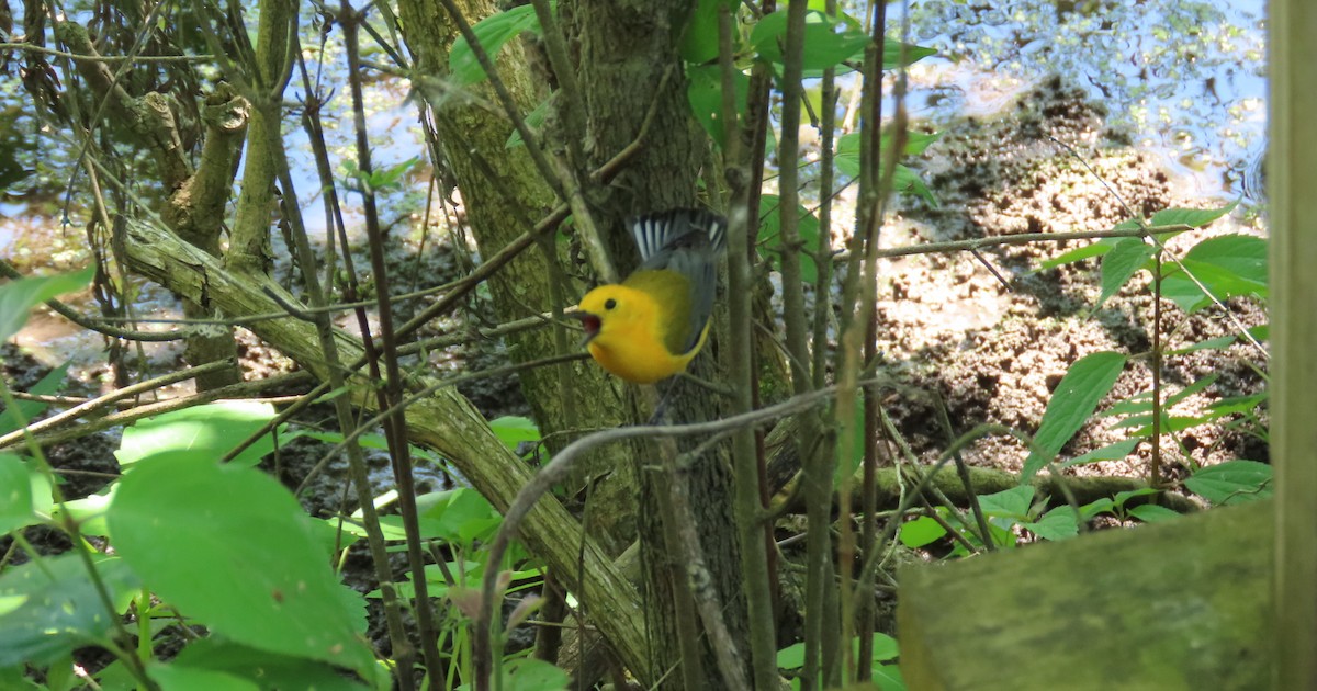 Prothonotary Warbler - ML619325495