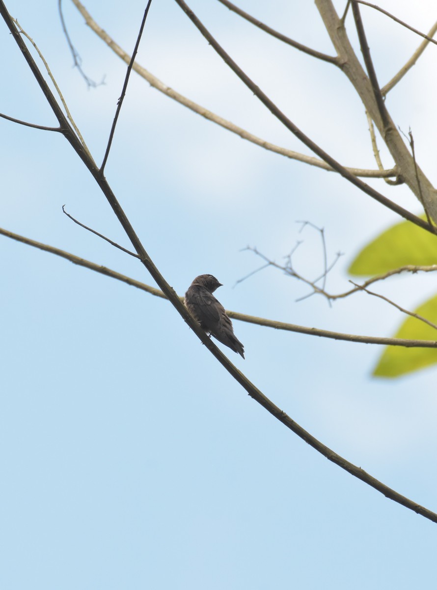 White-thighed Swallow - ML619325500