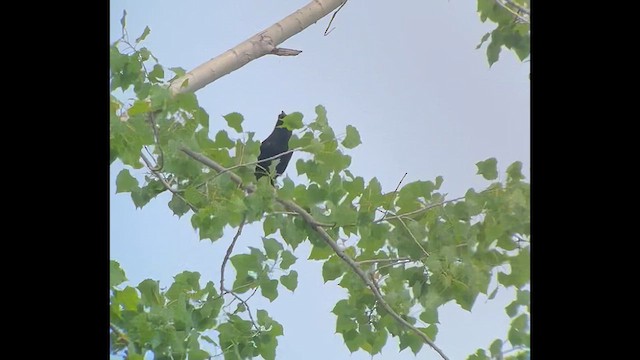 Corvus sp. (crow sp.) - ML619325520