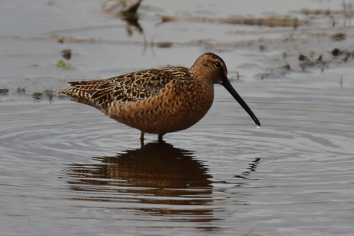 Long-billed Dowitcher - ML619325528