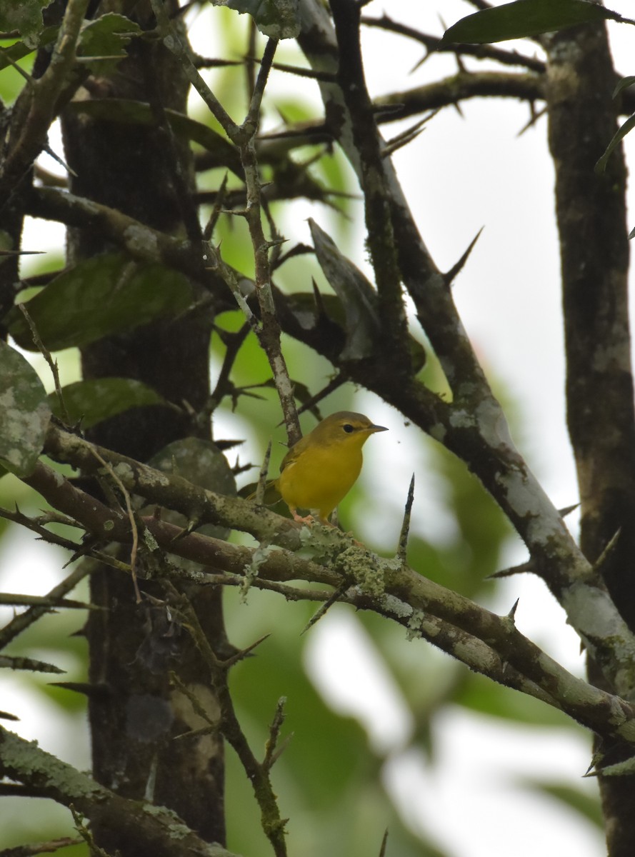 Olive-crowned Yellowthroat - ML619325540