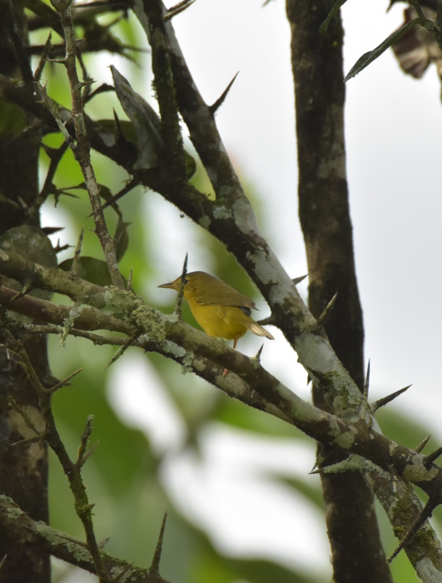Olive-crowned Yellowthroat - ML619325541