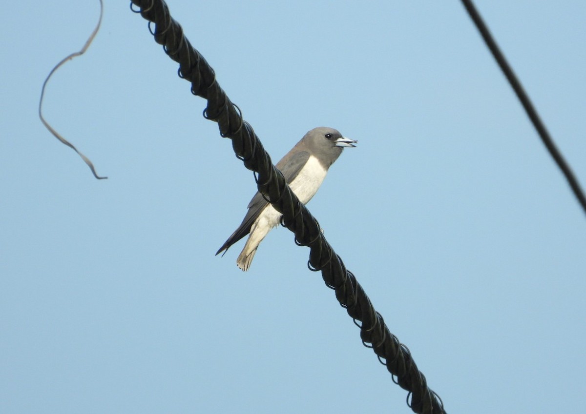 White-breasted Woodswallow - ML619325549
